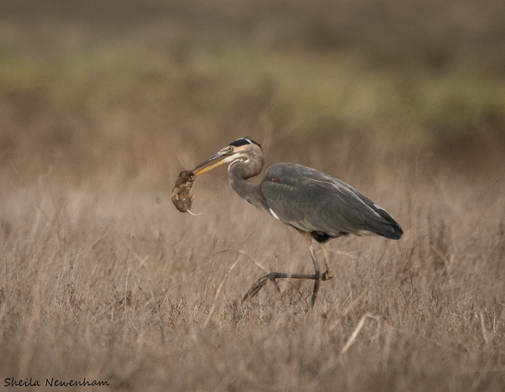科莫多巨蜥杀死猎物真正原因,科莫多巨蜥撕咬猎物的全过程