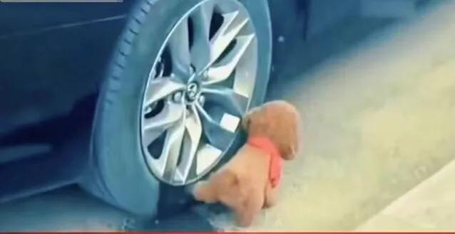 狗狗随处撒尿狗主人罚站,狗狗在汽车轮胎上小便