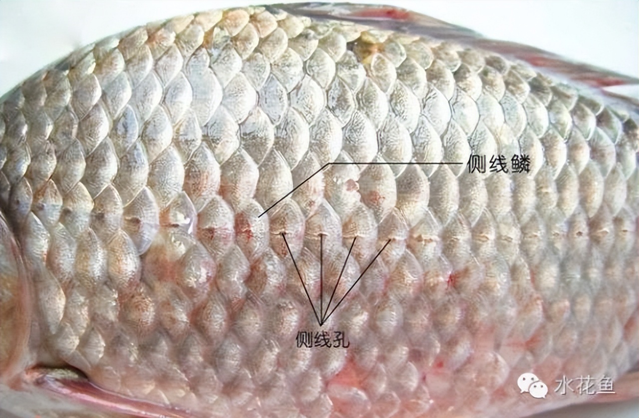 鱼的内部器官构造,鱼类的器官特征