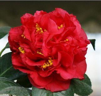 此花人称“赛牡丹”，比香薰还好闻，正值花期，值得花迷养护