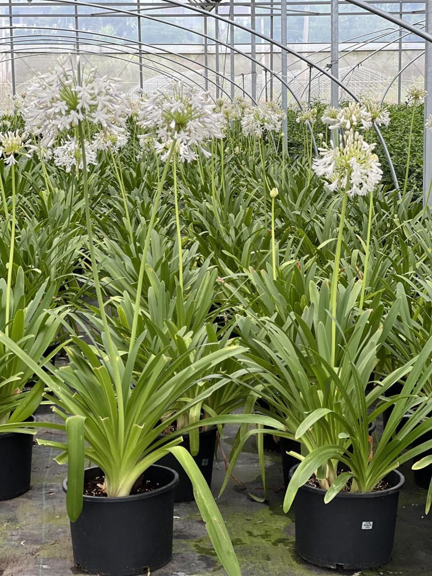 园艺电商怎么做好营销工作,园艺电商怎么做好营销