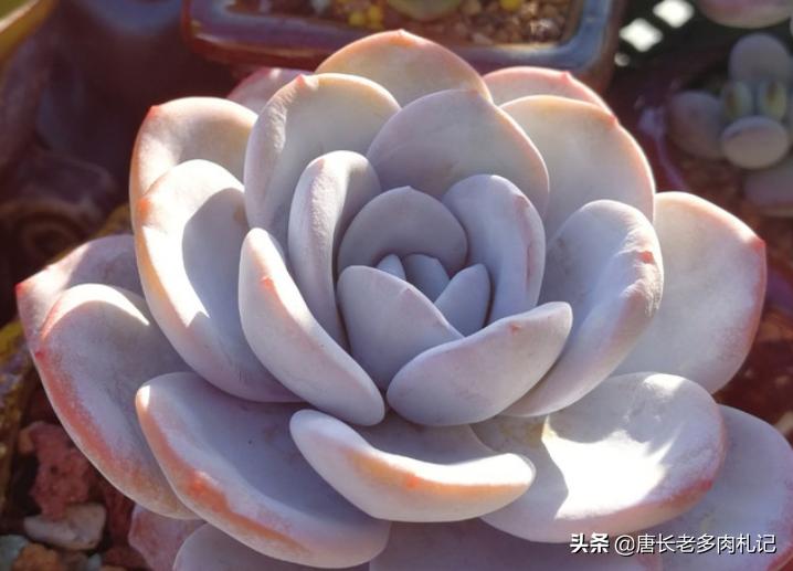 多肉雪莲如雪,多肉雪莲能去头吗