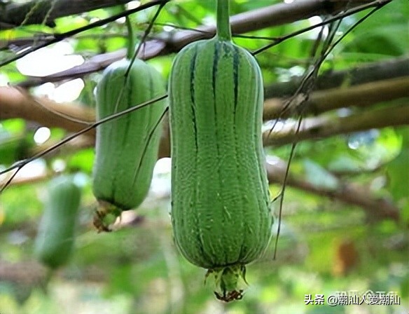 夏天一定要吃的三瓜你知道吗,广东夏季时令瓜