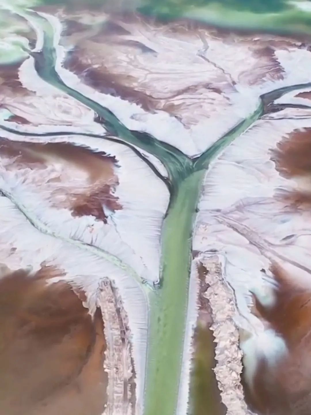 西藏的世界之树,西藏最大的大地之树