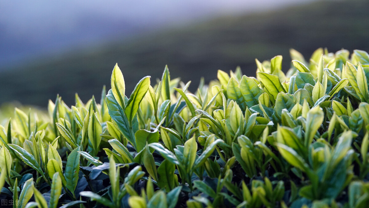 如何辨别铁观音加香精的真假,铁观音的兰花香辨别真假