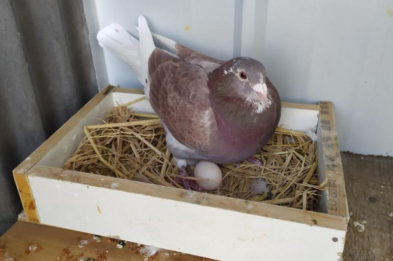 鸽子下软皮蛋怎么处理,鸽子为什么要下软皮蛋