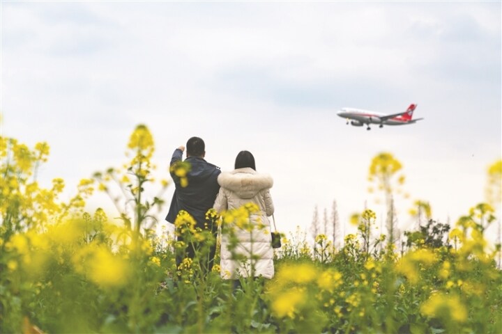 双流赏花,双流附近赏花攻略路线