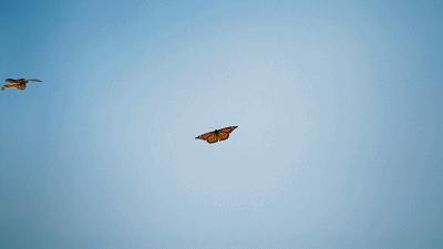 原来它们也有“性丑闻”，这片看完让我大开眼界