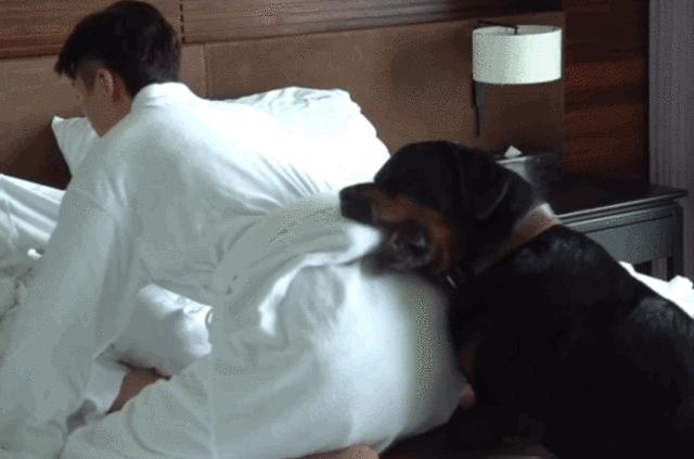 罗威纳犬有什么缺点和优点,罗威纳犬的二十五个缺点