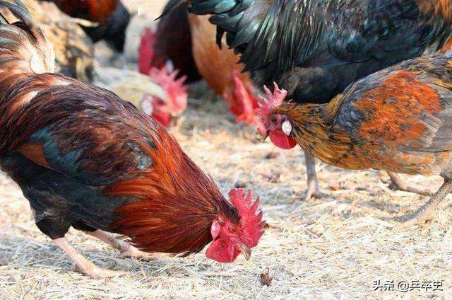 养蟑螂年入百万的故事,山上养8亿只蟑螂年收入过亿