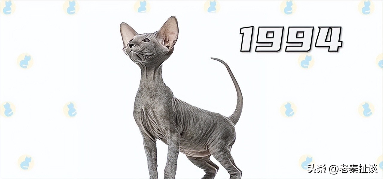 世界上最便宜的猫是什么品种,世界贵的10种猫的排名