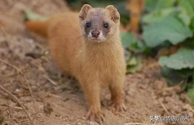 黄大仙真的有那么邪门吗,黄大仙真的有那么邪乎么