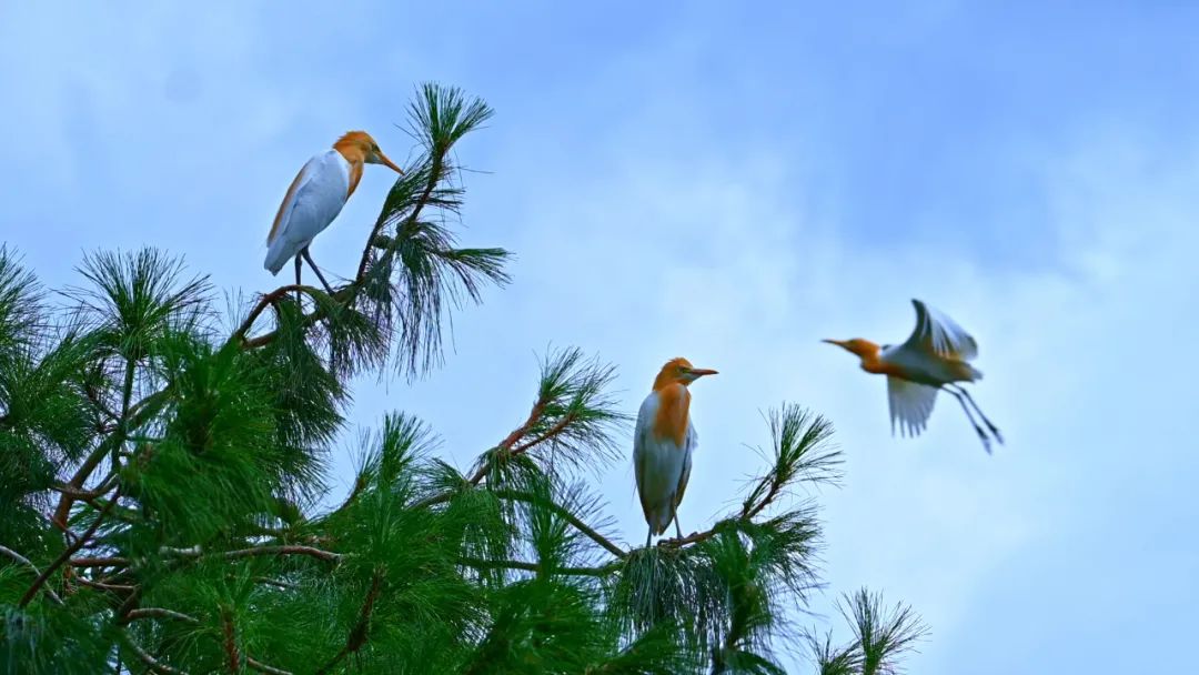 昆明七彩云南怎么样,七彩云南避暑家园