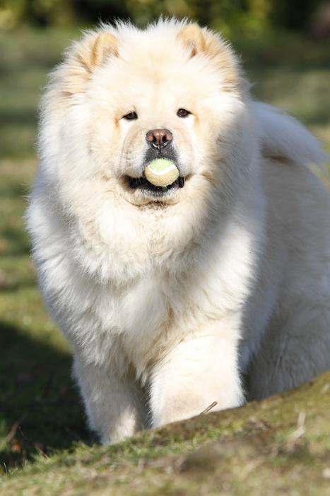 中国的五大知名犬,中国五大名犬