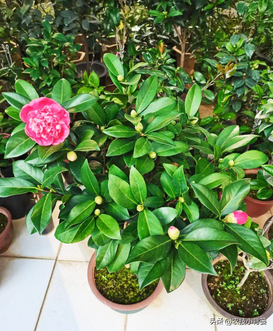 茶花扦插用什么方法成活率高,夏季扦插茶花枝条必须马上扦插吗