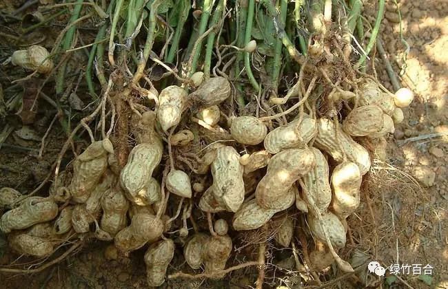 落花生课文,落花生的女儿