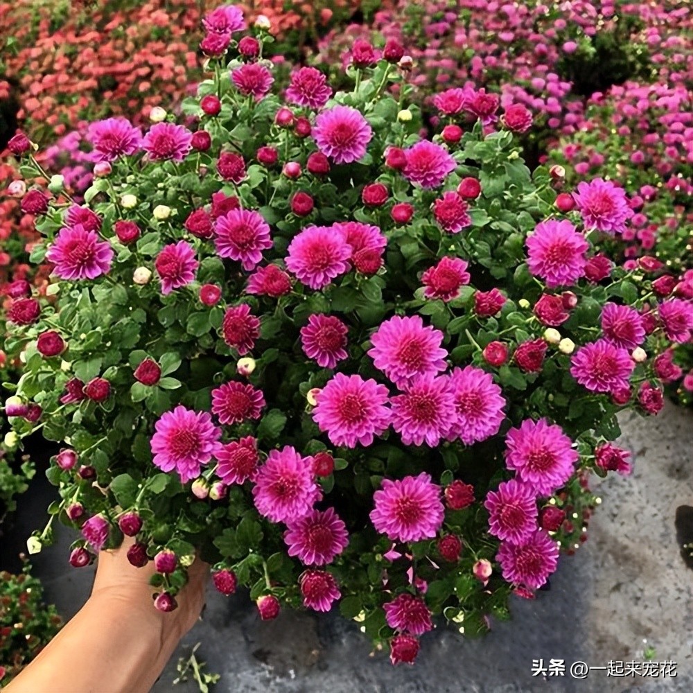 花期比较长又容易养的小菊花,养了大半年的菊花终于开花了