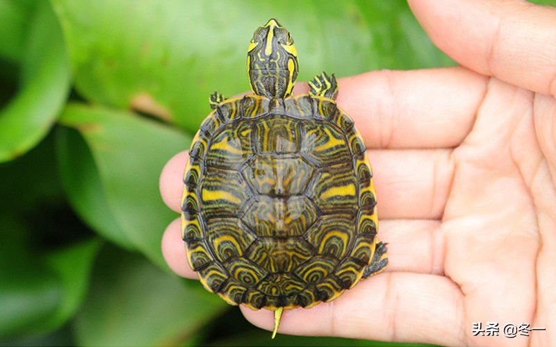 新手养龟的基本知识,入门养龟用什么龟缸