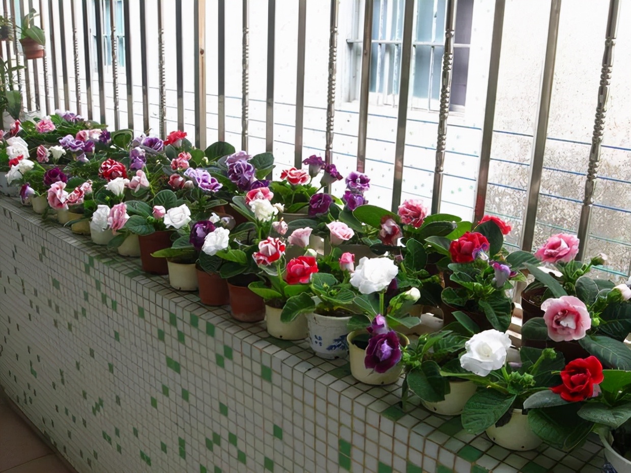 家里光照不足建议养这10种耐阴花,阴暗无光角落适合养什么花