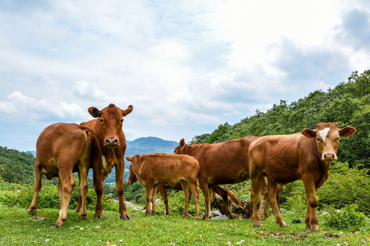 牛养殖现在牛价降价了吗,养殖牛价格行情走势分析