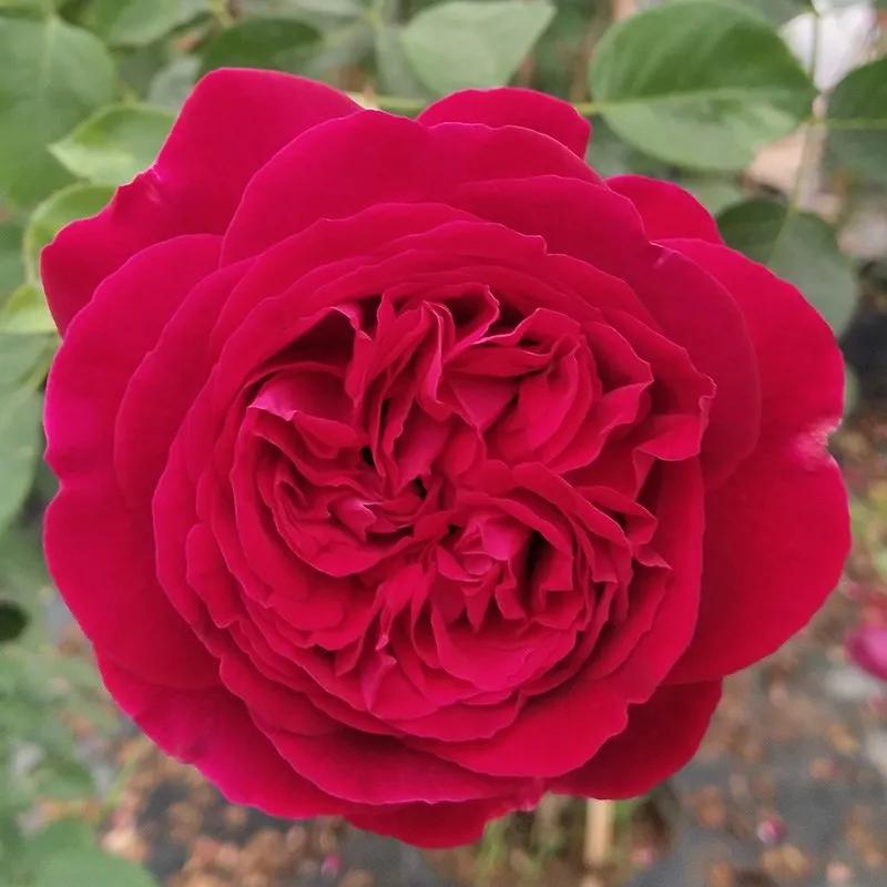 月季美图100张,月季花唯美高清图片大全