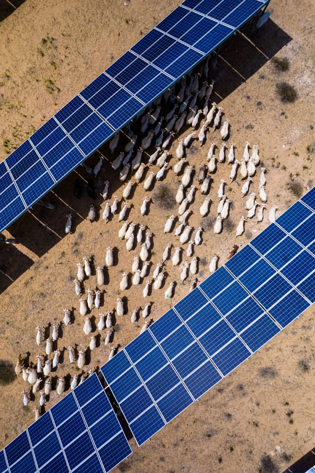 甘肃金昌的羊肉和盐池滩羊,盐池滩羊和横山羊肉