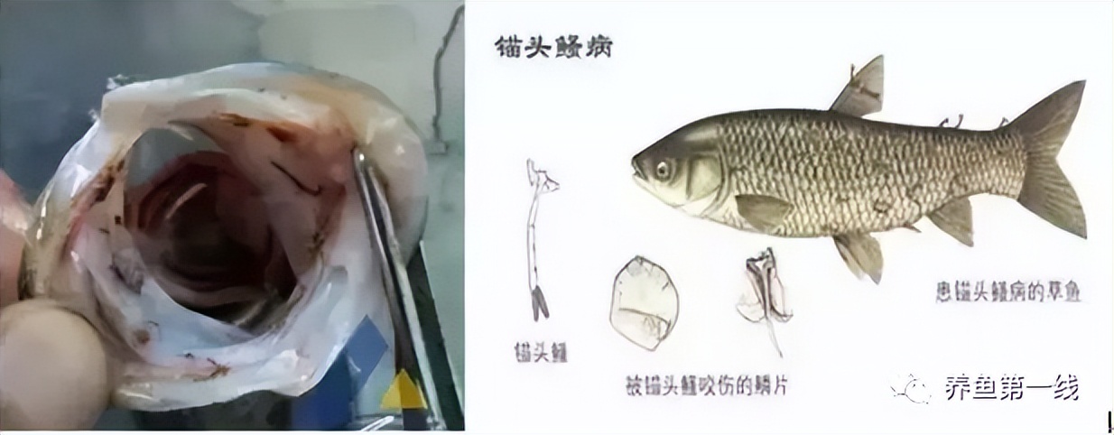 鱼身上长锚头鳋虫图片,锚头鳋孢子虫