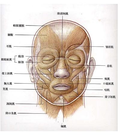 bel教程,半永久纹绣最新技术