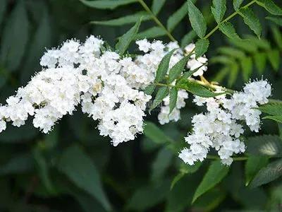 适合北方的花卉珍珠梅,珍珠梅的开花图片大全