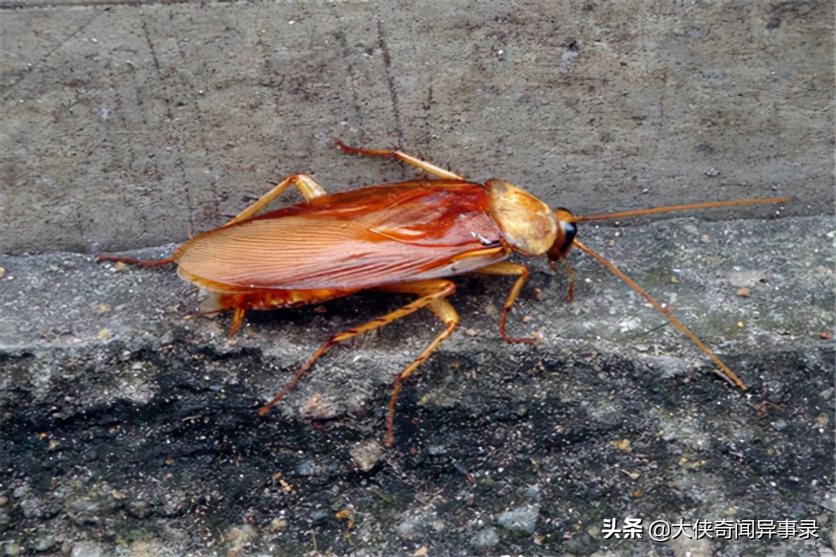 家里有蟑螂有什么东西能消灭蟑螂,蟑螂捕捉器灭除蟑螂一窝端
