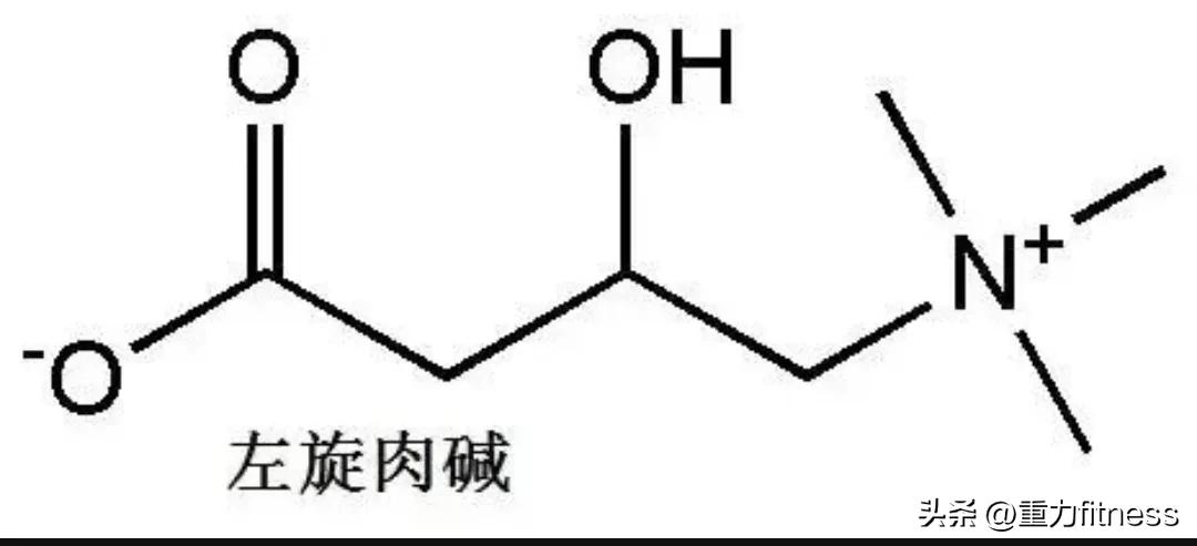 健身左旋肉碱能改善精子质量吗,喝完左旋肉碱立即健身有用吗