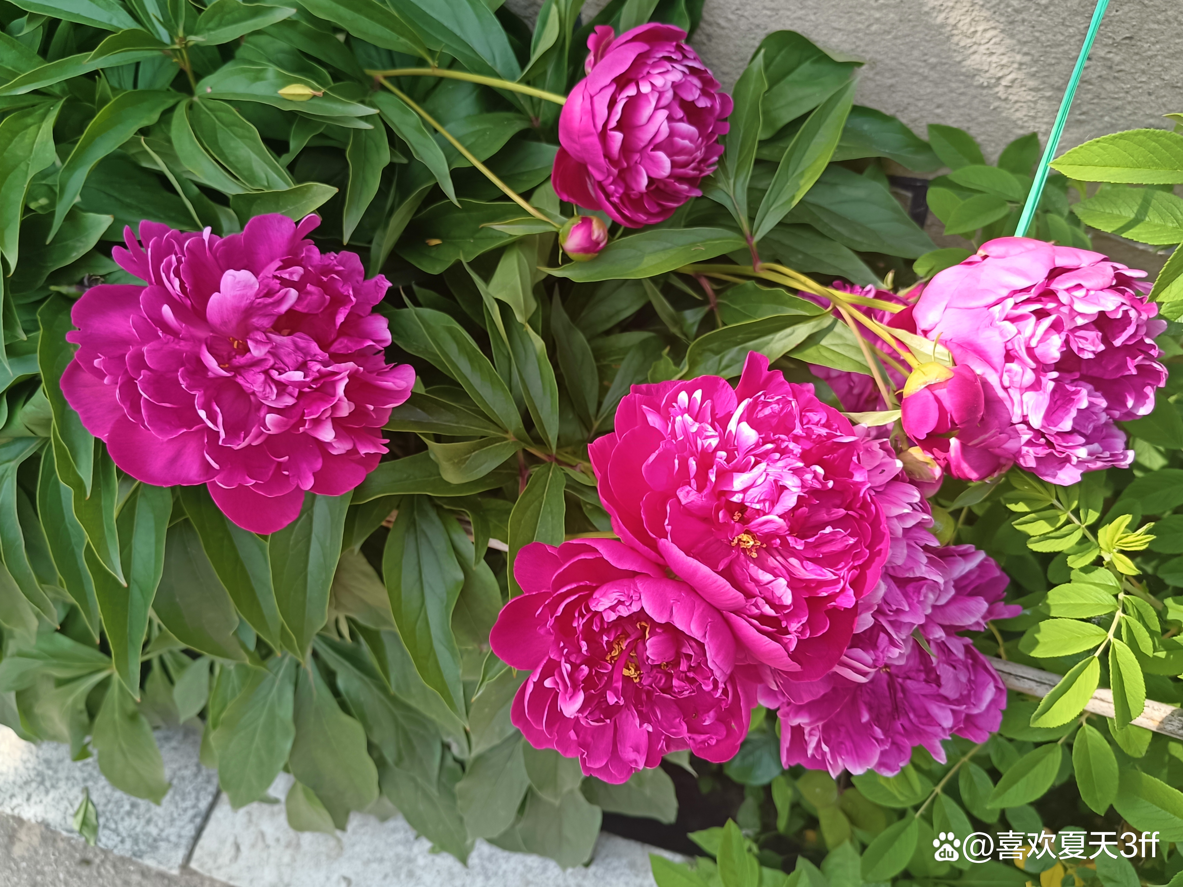 我的拍花日记之十一