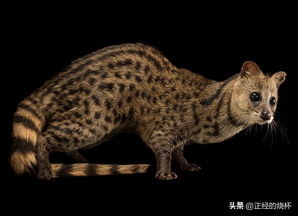 灵猫属于什么猫,长尾灵猫是猫科动物吗