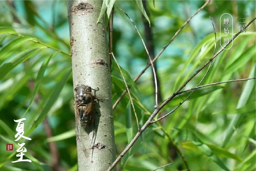 节气夏至已至向阳而生,节气夏至一切如约而至