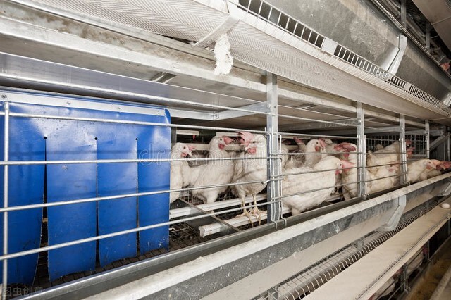 鸡滑膜炎怎么防治,鸡滑膜炎是什么原因引起的