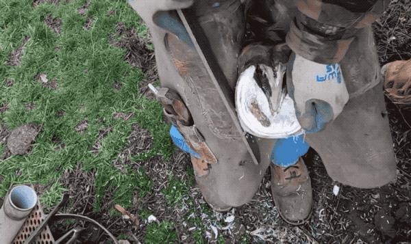 马为什么要钉马蹄铁,给马钉马蹄铁的视频