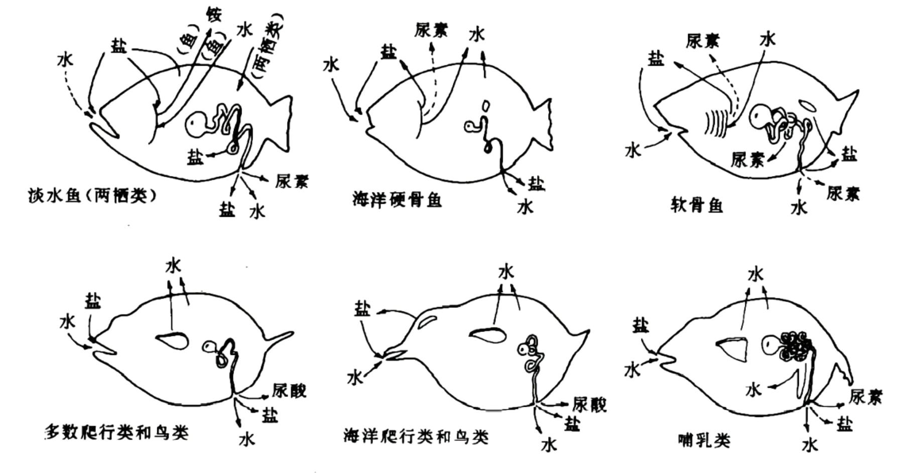 动物的生殖系统和人不一样么,动物的生殖系统跟人一样吗