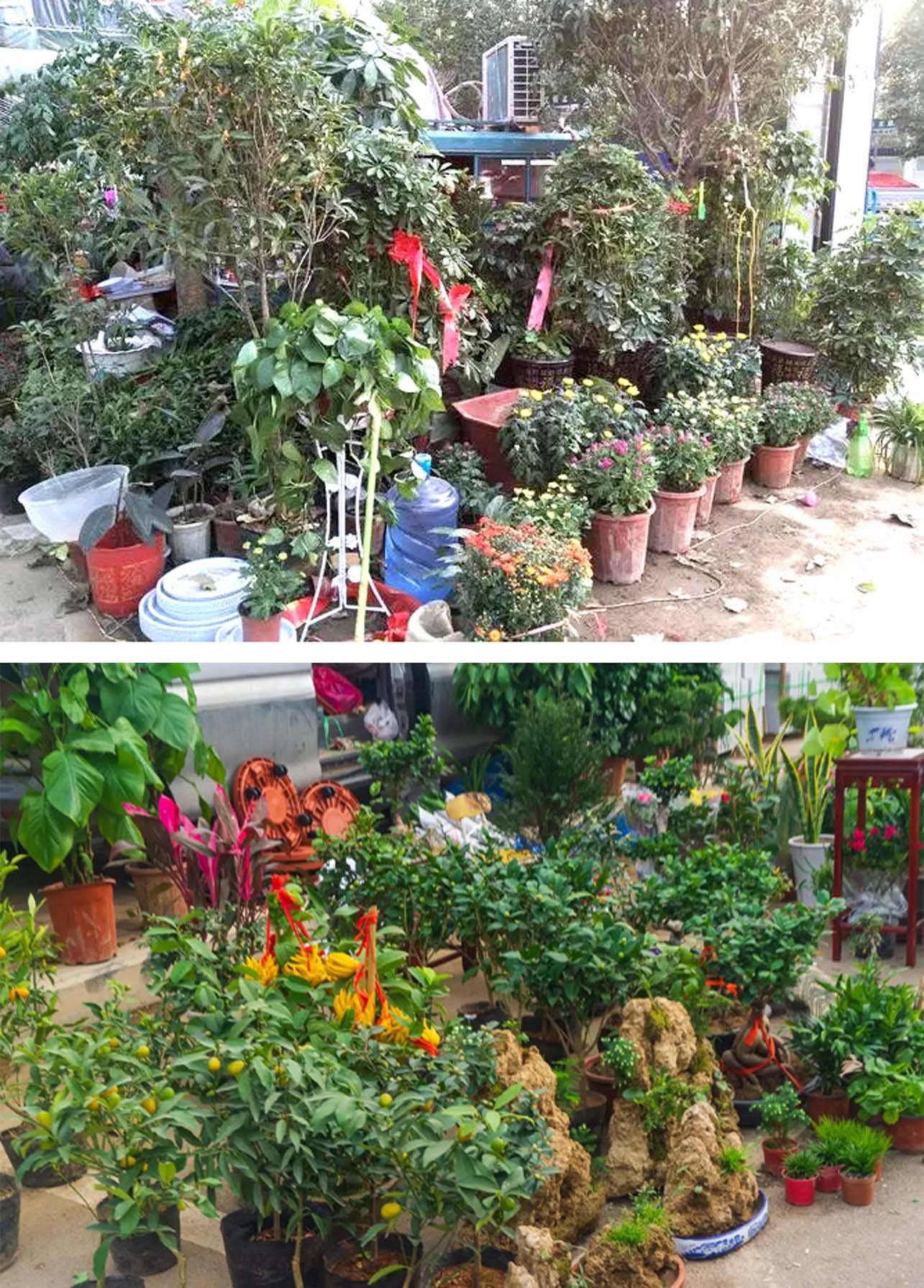 风云四季无余乐，一片痴情寄绿园，哪些往事让养花大叔最常追忆？