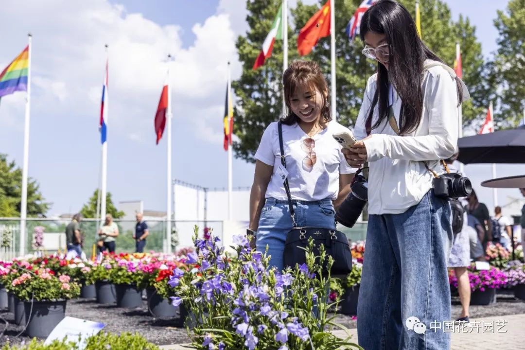 鑺卞崏鍝佺灞曠ず,鏂颁紭鑺卞崏鍝佺灞曠ず
