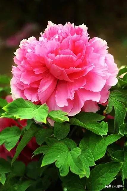 五颜六色的花朵养眼舒心,灵动秀美的花朵图片