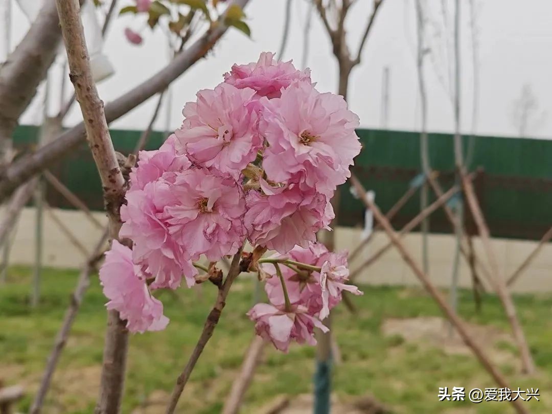 大兴2021年需交付的回迁安置房,北京大兴礼贤二期回迁安置房工程