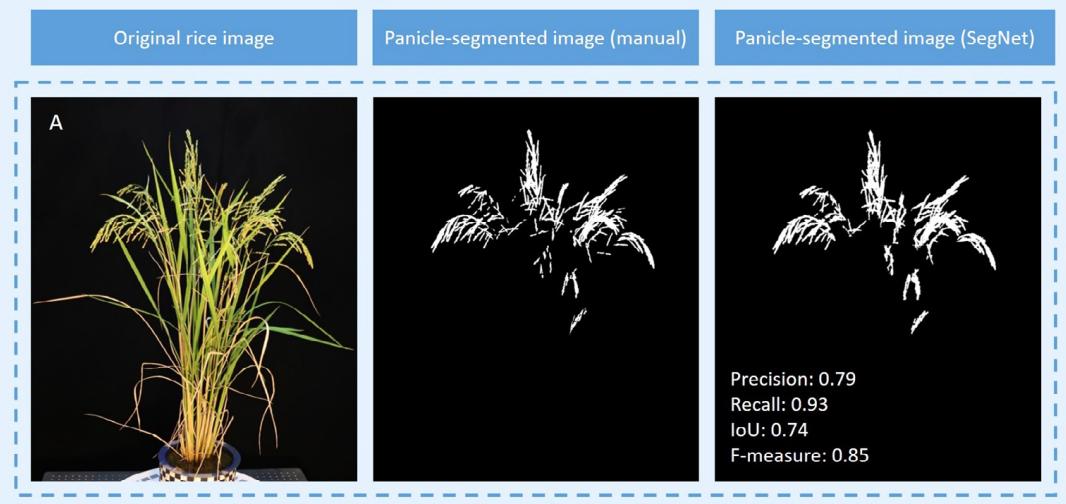 一种基于学习、轮廓形状和超体素聚类的低成本水稻穗三维建模方法
