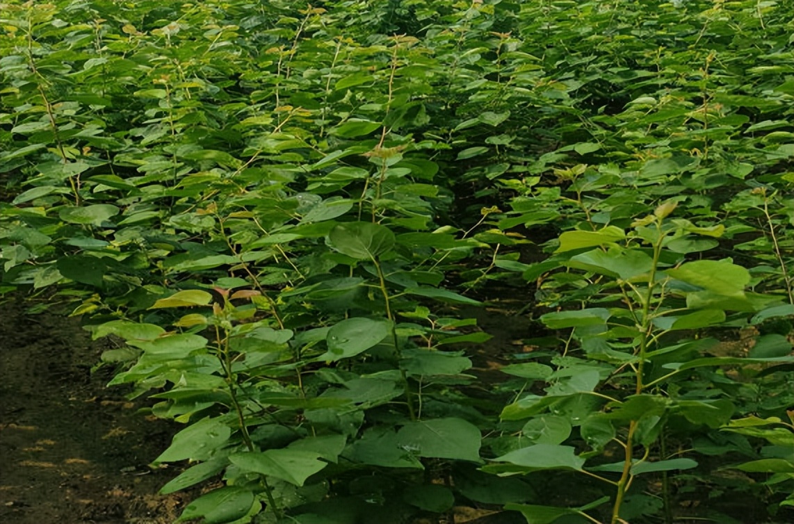 李杏的种子能种吗,杏李栽培要点