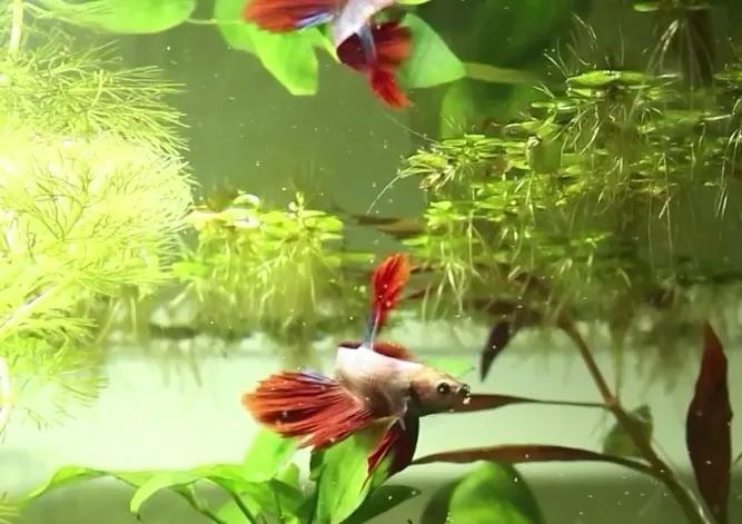 泰国斗鱼好养还是中国斗鱼好养,泰国斗鱼能和中国斗鱼养一起吗