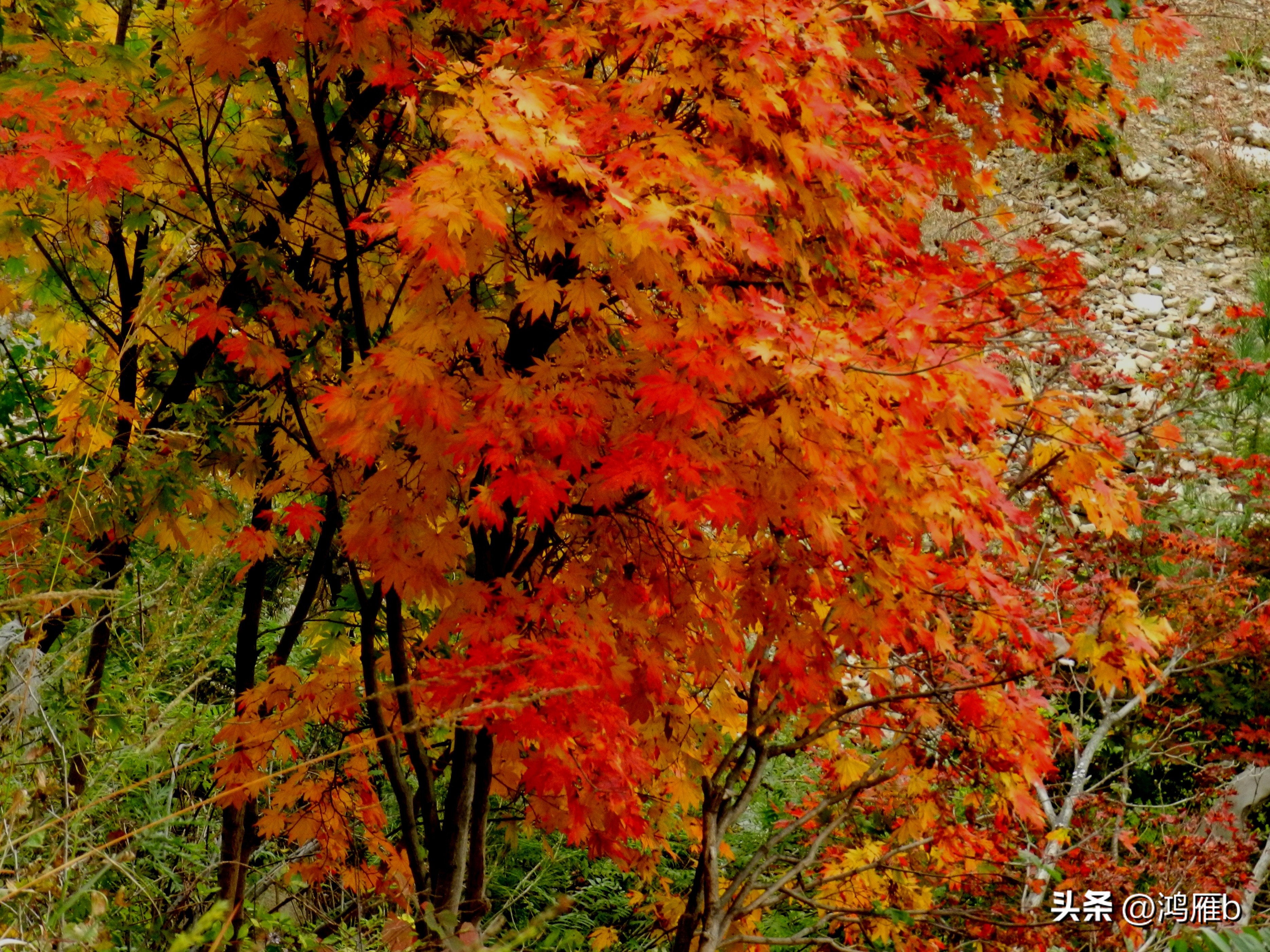 本溪温泉汤沟门票价格,本溪花溪沐枫雪温泉小镇