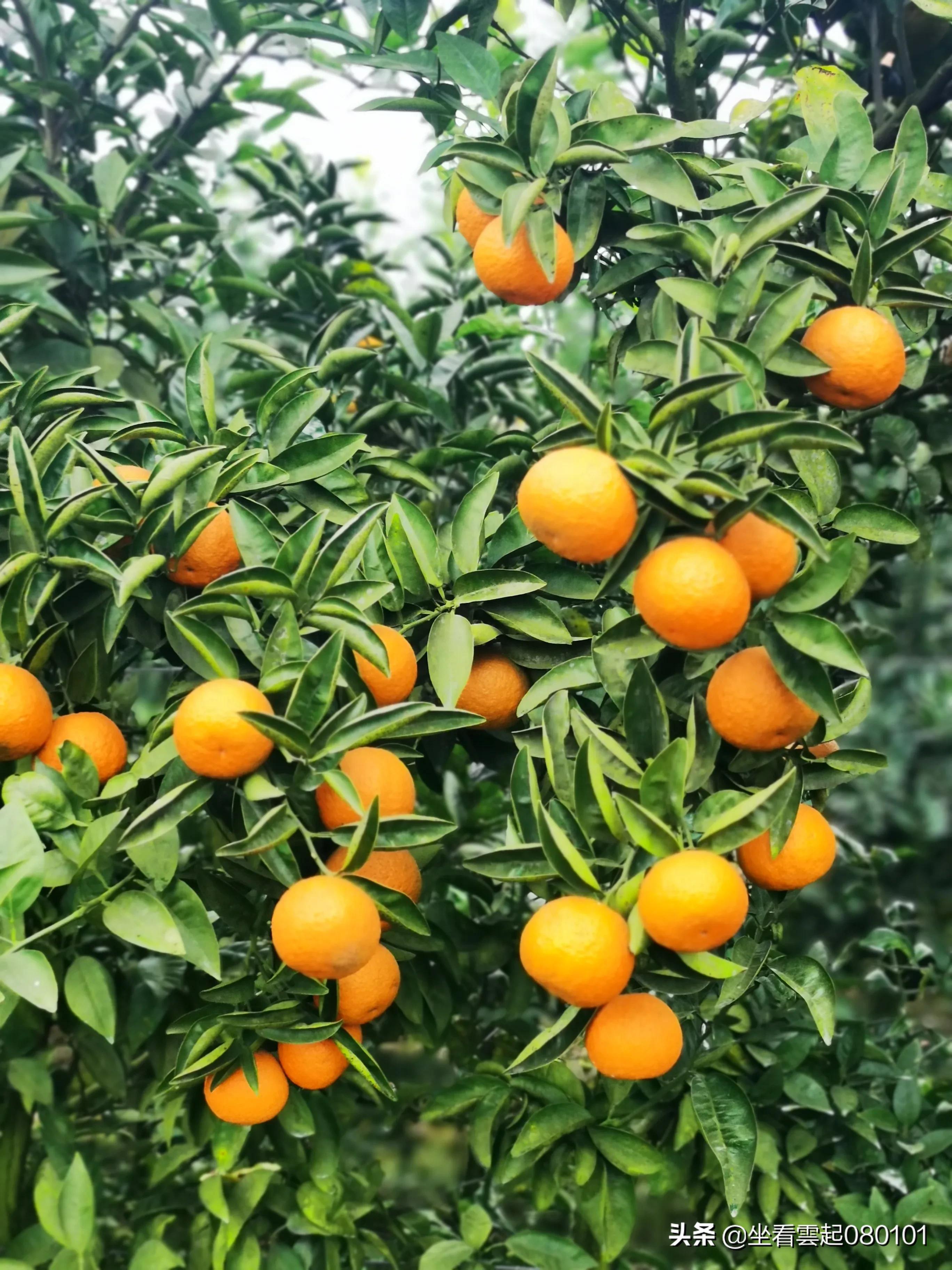 柑橘的一首诗,柑橘诗词
