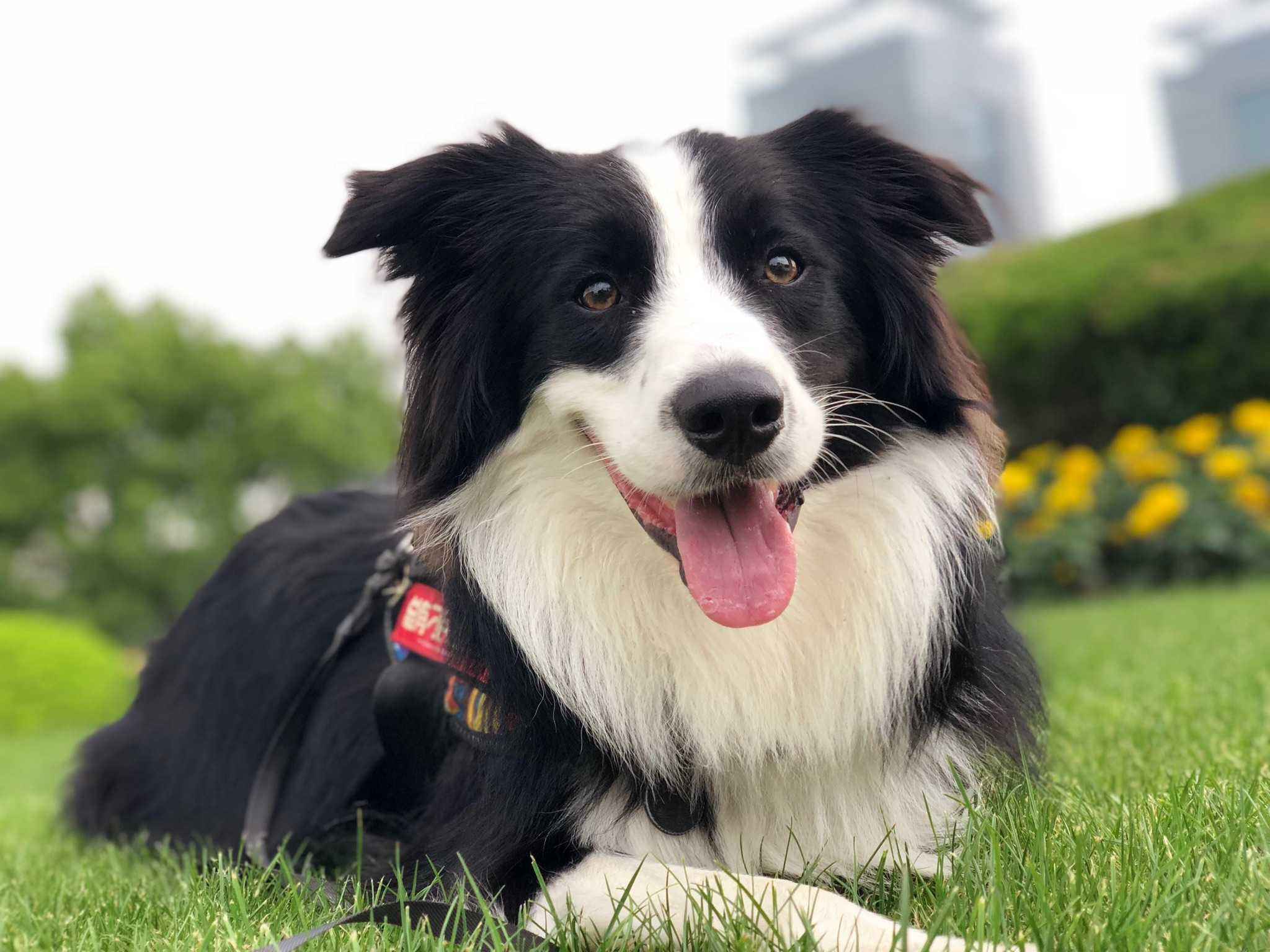 边牧这么聪明为什么养得那么少,陨石边牧缺点和优点