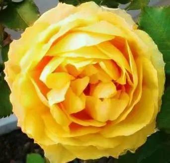 月季美图100张,月季花唯美高清图片大全