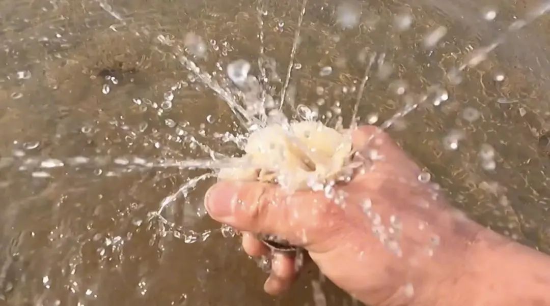 解压视频赶海挖东西,赶海的解压视频