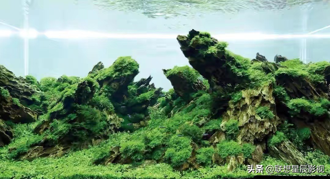 观赏鱼用的硝化细菌,观赏鱼杀菌盐对水草有害吗